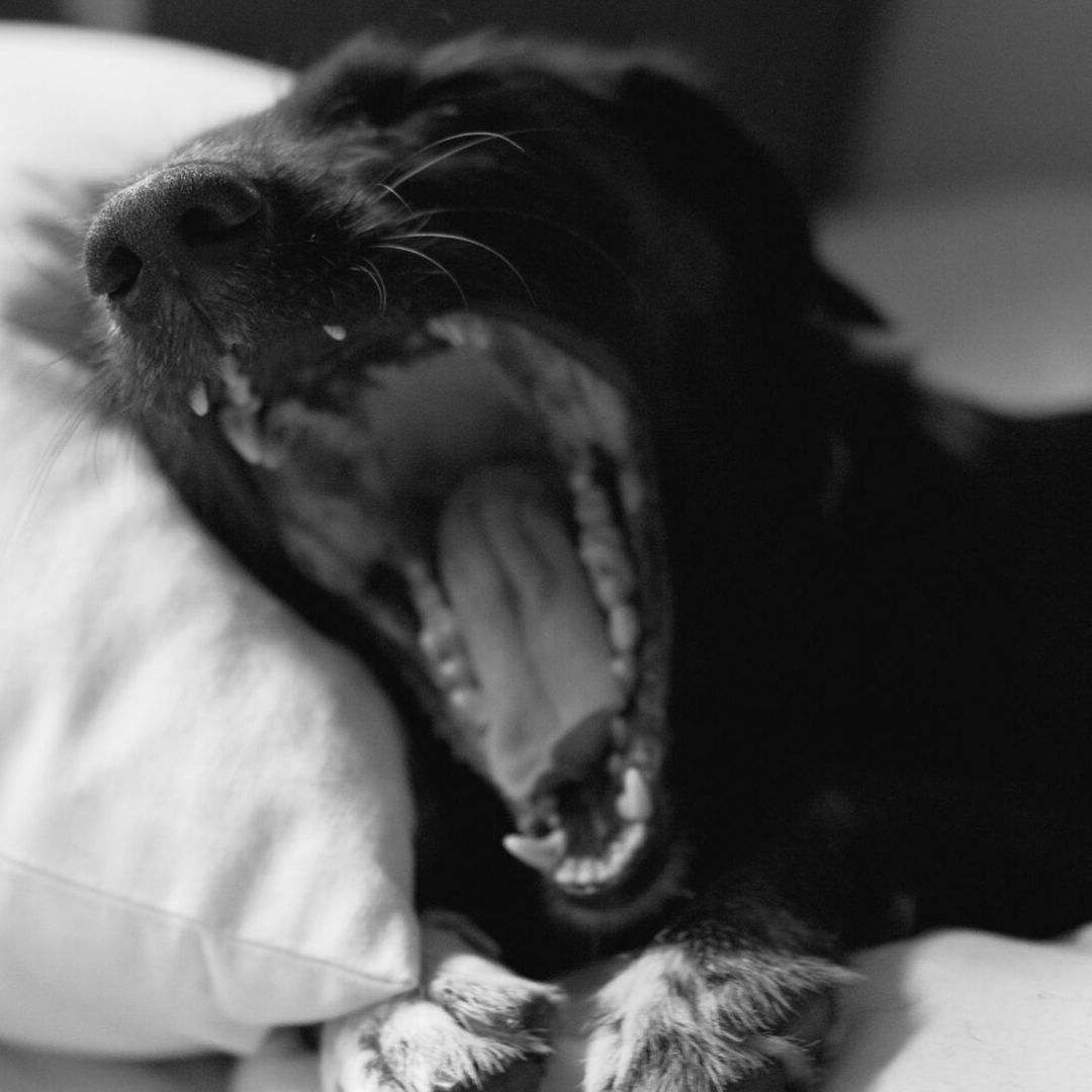 dog yawning